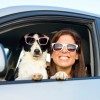 pets distracted driving