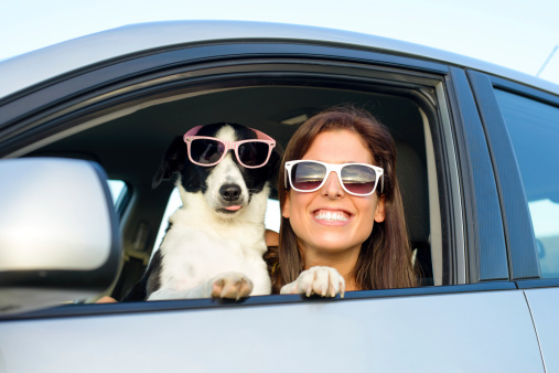 pets distracted driving